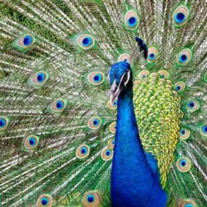 Peacock Rais his Feather