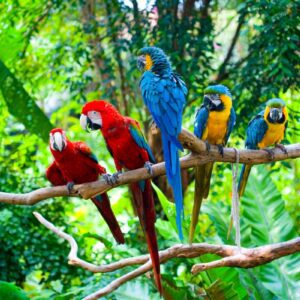 Red and Blue Macaws