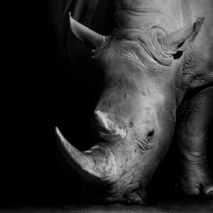 Black and White Rhino