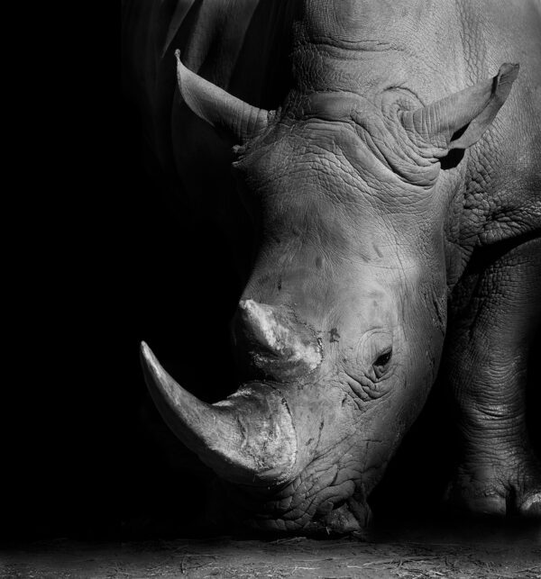Black and White Rhino