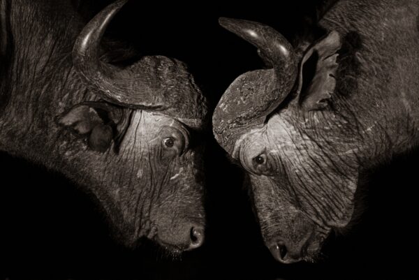 Two African Buffalos
