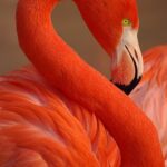 Close Up Flamingo