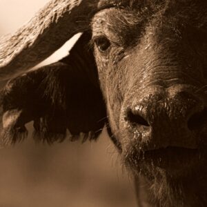 Close Up Buffalo
