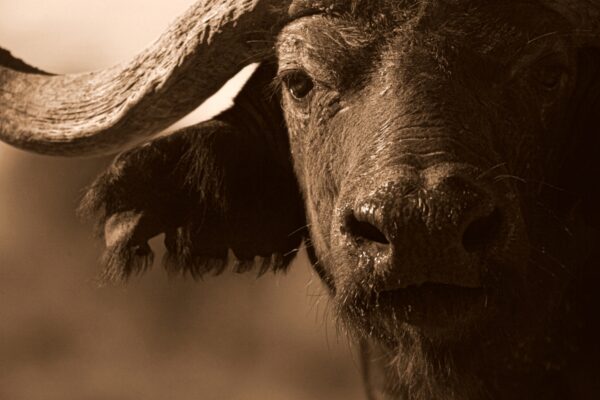 Close Up Buffalo