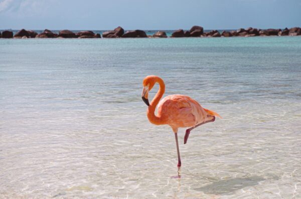 Blue Sea Flamingo