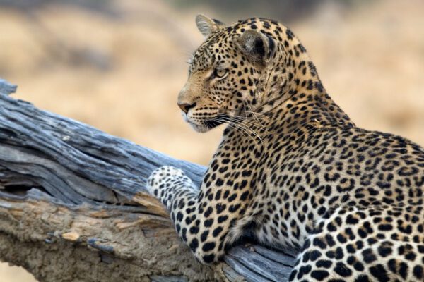 Staring Leopard