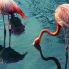 Drinking Flamingos