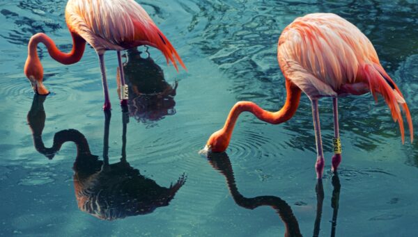 Drinking Flamingos
