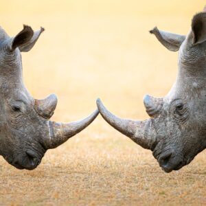 Rhino Couple