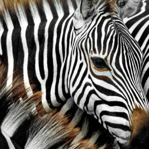 Group Zebras