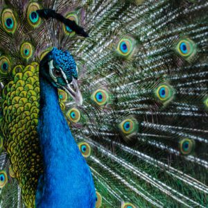 Bright Color Peacock
