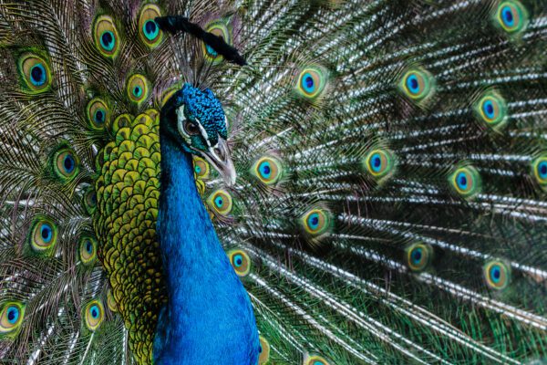 Bright Color Peacock